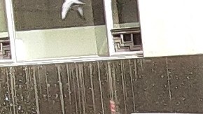 El Departamento de Saneamiento (DSNY) recoge la nieve en Nueva York.