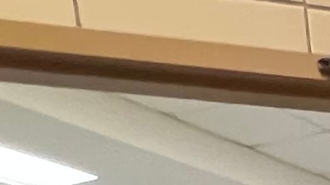 Elecciones Distrito 36 de Queens por la Asamblea