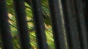 Goldstein apuntó que Mamdani tiene la oportunidad de ahorrarle dinero a la ciudad si sigue con el programa de compostaje.