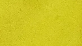 Elecciones generales de 2024 en EE.UU.