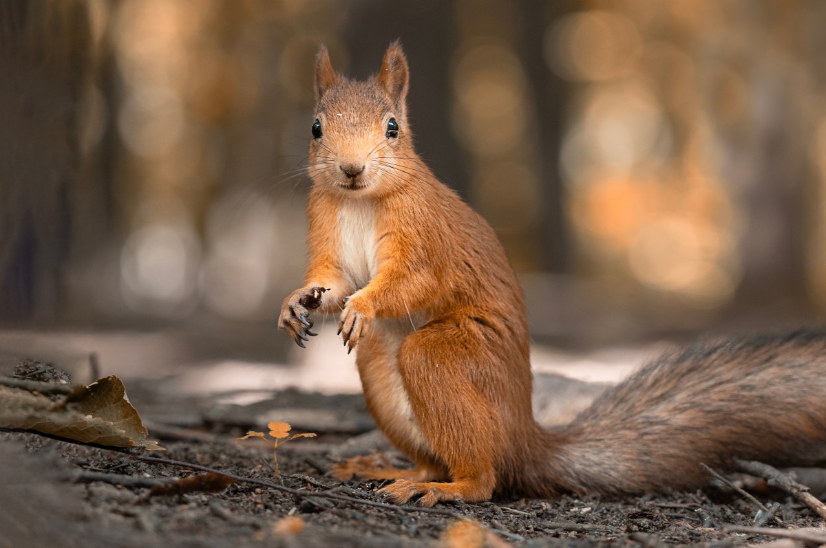 Ardilla provoca incendio y destruye casa de familia en Florida mientras dormían