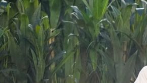 La presentación del puertorriqueño ya está en la historia del importante evento estadounidense