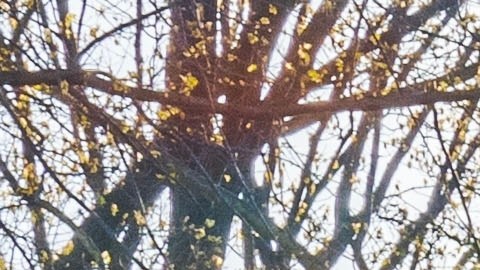 Reducción velocidad ciclistas Central Park