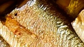 El escudo protector de las latas: la esterilización a 130°C elimina bacterias y permite que tus alimentos duren hasta 5 años sin necesidad de conservadores químicos.