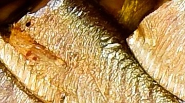 El escudo protector de las latas: la esterilización a 130°C elimina bacterias y permite que tus alimentos duren hasta 5 años sin necesidad de conservadores químicos.