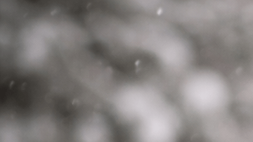 Perro y gato abrigados en la nieve durante una jornada de frío intenso.