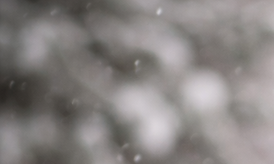 Perro y gato abrigados en la nieve durante una jornada de frío intenso.