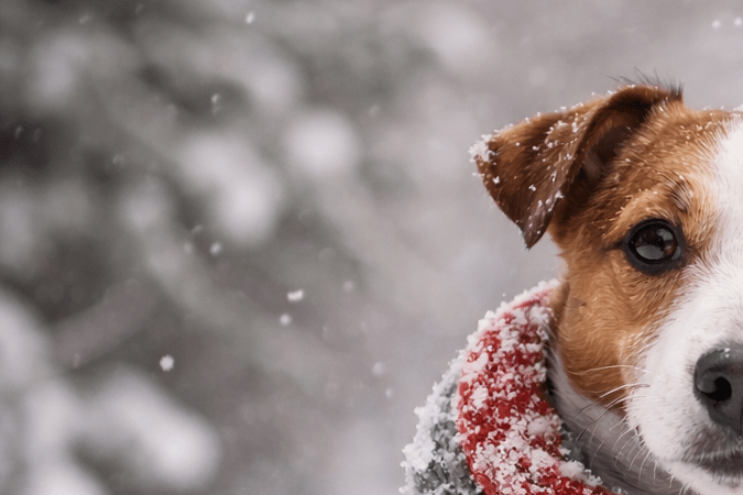 Perro y gato abrigados en la nieve durante una jornada de frío intenso.