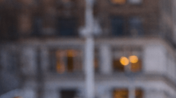 Perro doméstico en entorno urbano de Nueva York durante un paseo cotidiano en la ciudad.