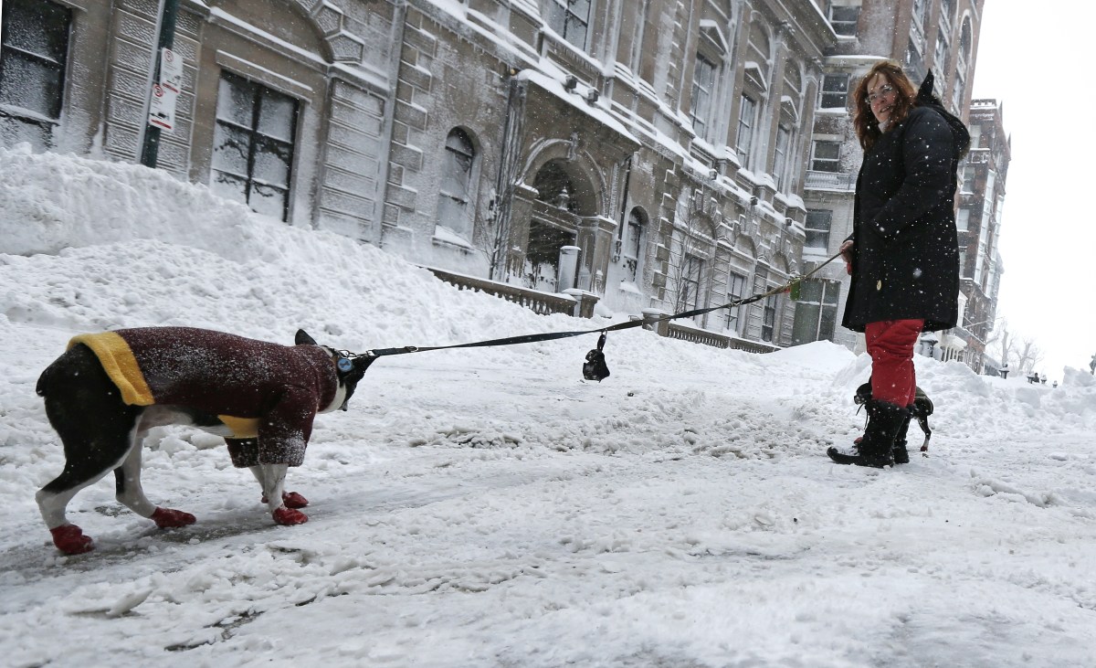 Crisis de excremento canino en Nueva York: quejas al 311 se disparan tras tormenta invernal