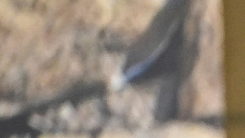 David Ellison promete un mayor volumen en promoción creativa.