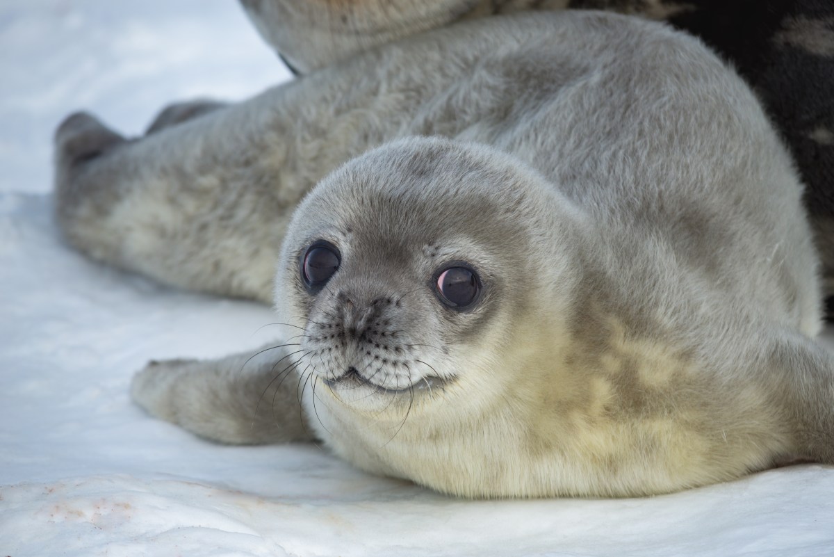 Foca bebé aparece en plena carretera de Nueva Jersey y desata operativo policial para salvarla