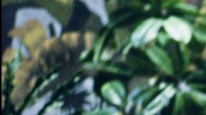 La serie 'Golden Girls' fue emitida desde 1985 hasta 1992.