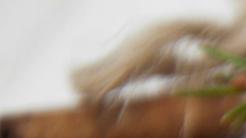 Primer plano de cáscaras de mandarina frescas, canela en rama y granos de pimienta para reciclaje orgánico.