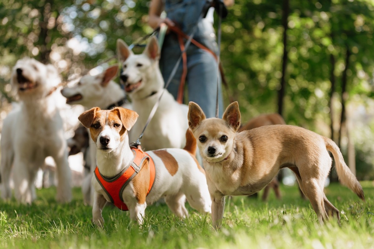 10 trabajos extra que pueden aumentar tus ingresos en Estados Unidos