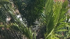 Estaba reportado como desaparecido: quién era el joven abatido tras irrumpir armado en Mar-a-Lago