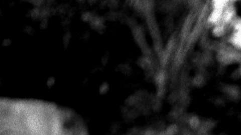 Esta casa se terminó de construir un año antes de la muerte de Marilyn Monroe.