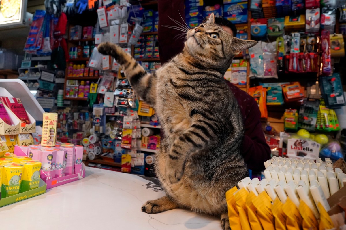 Nueva York avanza hacia la protección legal de los gatos de las bodegas con un proyecto de ley estatal