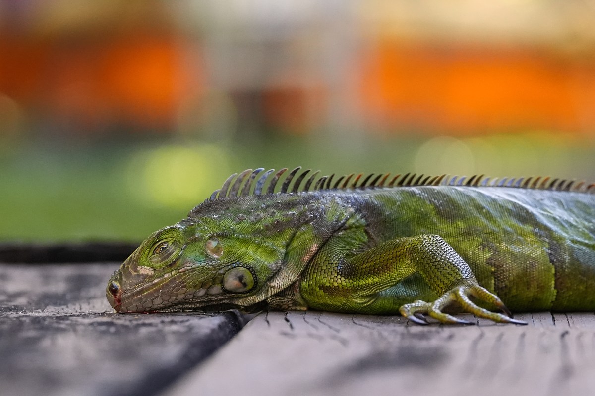 Pizza y tacos de iguana se vuelven virales en Florida tras ola de frío que hizo caer reptiles de los árboles
