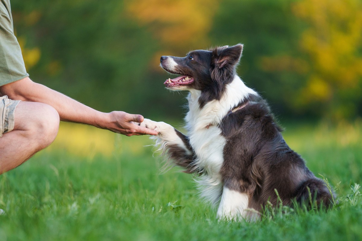 Qué significa realmente cuando tu perro te da la pata, según expertos en comportamiento canino