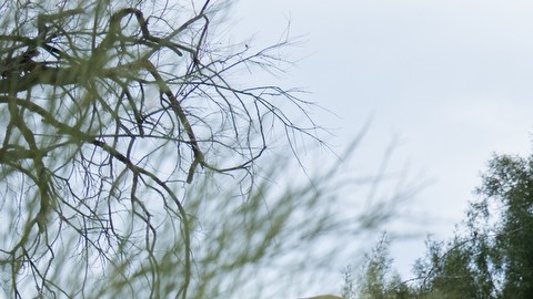 Las autoridades siguen buscando pistas en la casa de Nancy Guthrie.