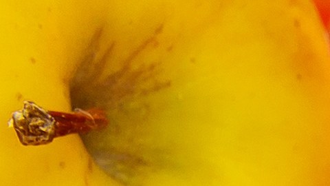 Si vives en Nueva York o Nueva Jersey, mantente atento a tu calendario y utiliza los portales oficiales para consultar el estatus de tus beneficios SNAP.