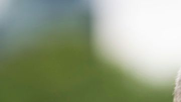 El actor vuelve a la televisión con una historia creada por Bill Lawrence y Matt Tarses