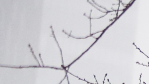 Tormenta invernal NYC