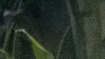 Bad Bunny actúa durante el intermedio del partido de fútbol americano de la Super Bowl 60 de la NFL entre los Seattle Seahawks y los New England Patriots, el domingo 8 de febrero de 2026, en Santa Clara, California.