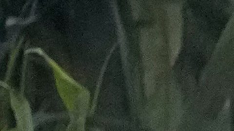 Bad Bunny actúa durante el intermedio del partido de fútbol americano de la Super Bowl 60 de la NFL entre los Seattle Seahawks y los New England Patriots, el domingo 8 de febrero de 2026, en Santa Clara, California.