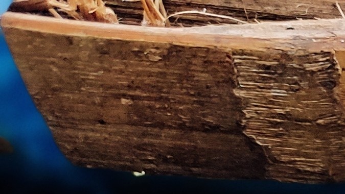 Desde los puntitos negros en la coliflor hasta las zanahorias arrugadas, la clave no está en los ojos, sino en el olfato y el tacto. Si la textura es firme y el olor es normal. Todavía tienen lugar en tu cocina.