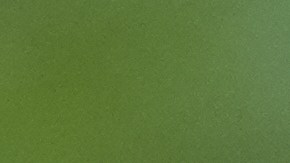 Con las gélidas temperaturas, las iguanas entran en un estado conocido como torpor, una forma de inmovilidad temporal que reduce sus funciones vitales.