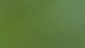 Con las gélidas temperaturas, las iguanas entran en un estado conocido como torpor, una forma de inmovilidad temporal que reduce sus funciones vitales.