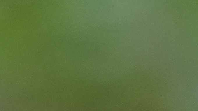 Con las gélidas temperaturas, las iguanas entran en un estado conocido como torpor, una forma de inmovilidad temporal que reduce sus funciones vitales.