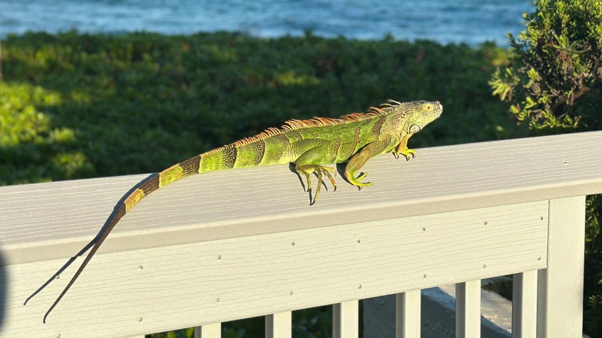 Por qué hay tantas iguanas en Florida y cómo comenzó su multiplicación
