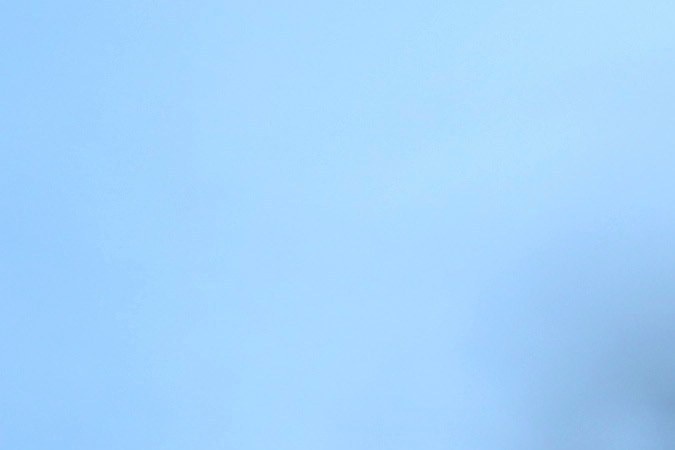 Las iguanas verdes no son nativas de Florida, sino de América Central y del Sur, por lo que no toleran bien las temperaturas bajas.