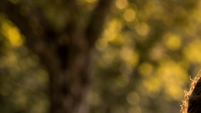 Hombre sentado en posición de meditación junto a un lago al amanecer, rodeado de naturaleza
