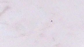 El pescado importado sin reinspección representa riesgos microbiológicos como Salmonella y Listeria.