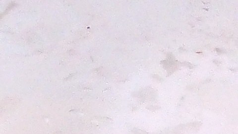 El pescado importado sin reinspección representa riesgos microbiológicos como Salmonella y Listeria.