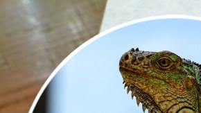 Aunque la iguana es el ingrediente estrella, la pizza preparada en Florida lleva otros acompañantes que son tradicionales.