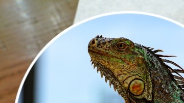 Aunque la iguana es el ingrediente estrella, la pizza preparada en Florida lleva otros acompañantes que son tradicionales.
