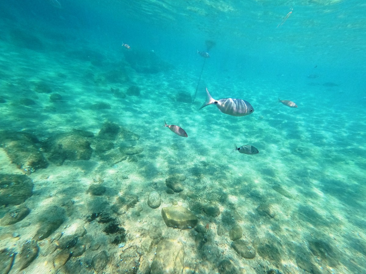 Columna de Ismael Cala: El Océano como espejo de nuestra abundancia colectiva