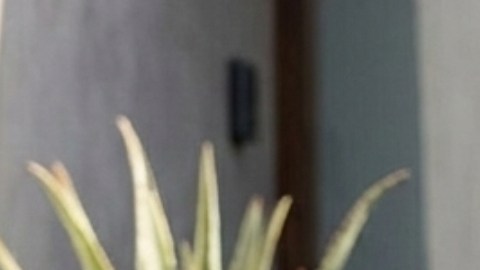 Para aplicar el truco efectivamente, lo correcto es verter vinagre blanco en una botella con pulverizador.