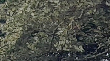 Alerta de NYPD para prevención del crimen en Central Park/Archivo.