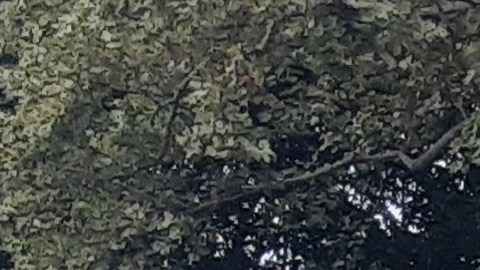 Alerta de NYPD para prevención del crimen en Central Park/Archivo.