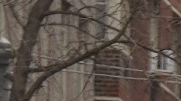 Presencia policial reforzada en Gracie Mansion, residencia del alcalde de Nueva York