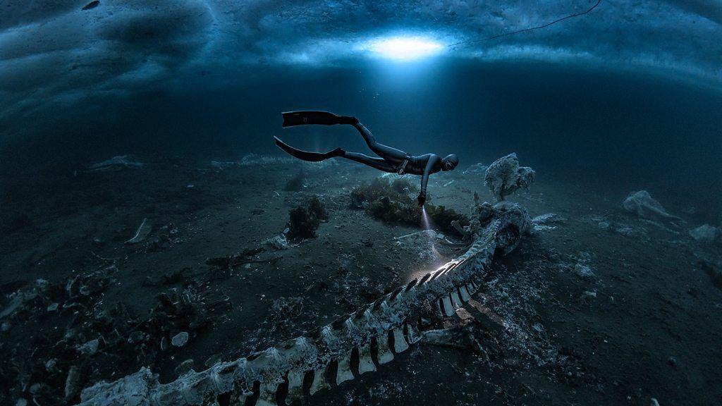 Bajo el hielo: un mundo de huesos de ballenas en Groenlandia