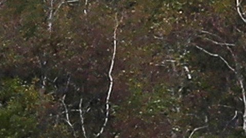 La oficina del médico forense de la ciudad se encuentra investigando los restos para confirmar la identidad de la víctima y la causa de su muerte.