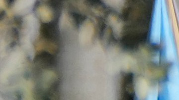 Foto referancial de protesta de guatemaltecos en EE.UU..