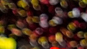 Kansas City Chiefs tight end Travis Kelce and Taylor Swift kiss after the AFC Championship NFL football game against the Buffalo Bills, in Kansas City, Mo., Jan. 26, 2025. (AP Photo/Ashley Landis, File)